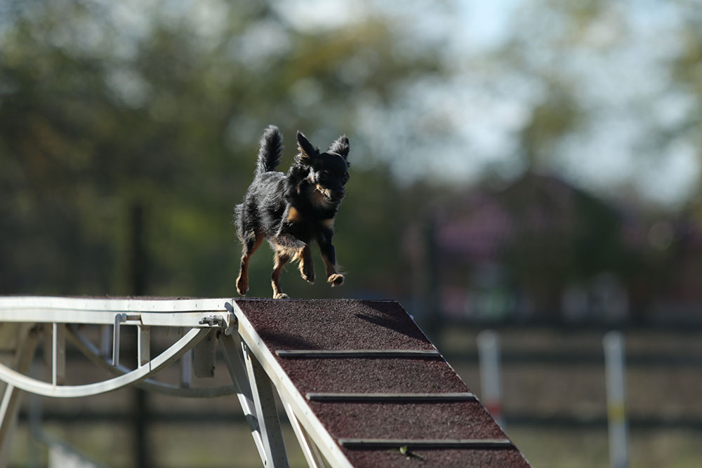 photos from agility competitions