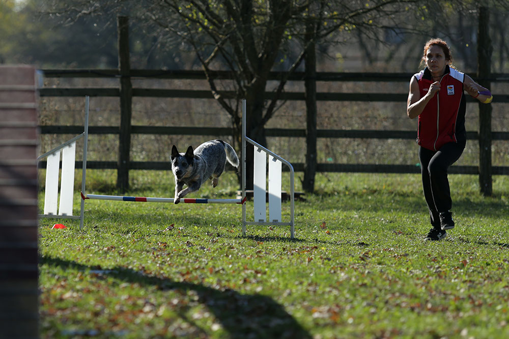 photos from agility competitions