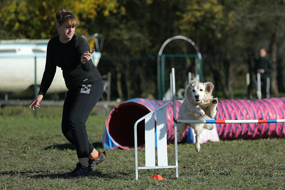 Photo from the competitions Agility