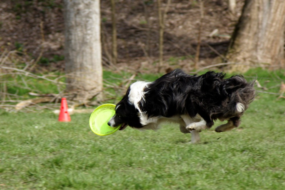 Photo from the frisbee and puller competitions