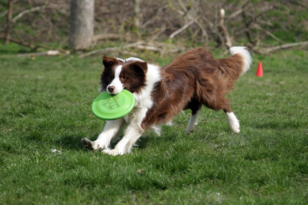 Photo from the frisbee and puller competitions