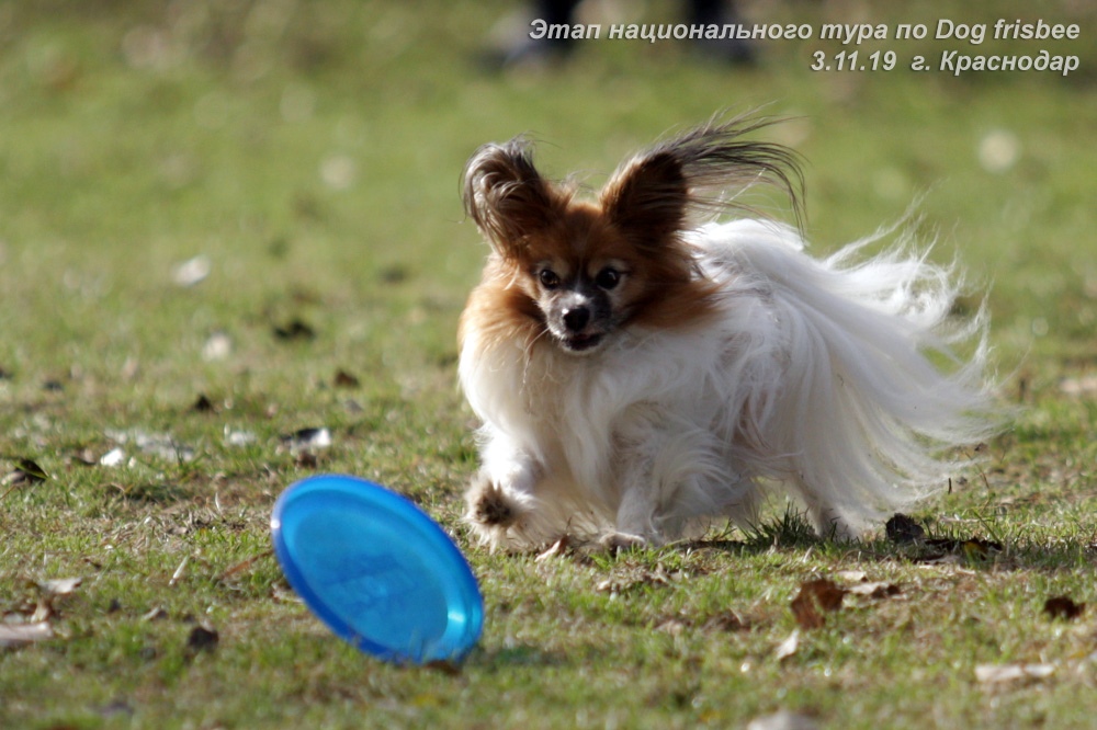 Photo from the competitions frisbee in Krasnodar