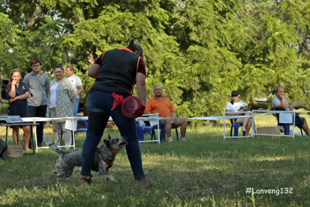 photo from demonstration performances in dog frisbee