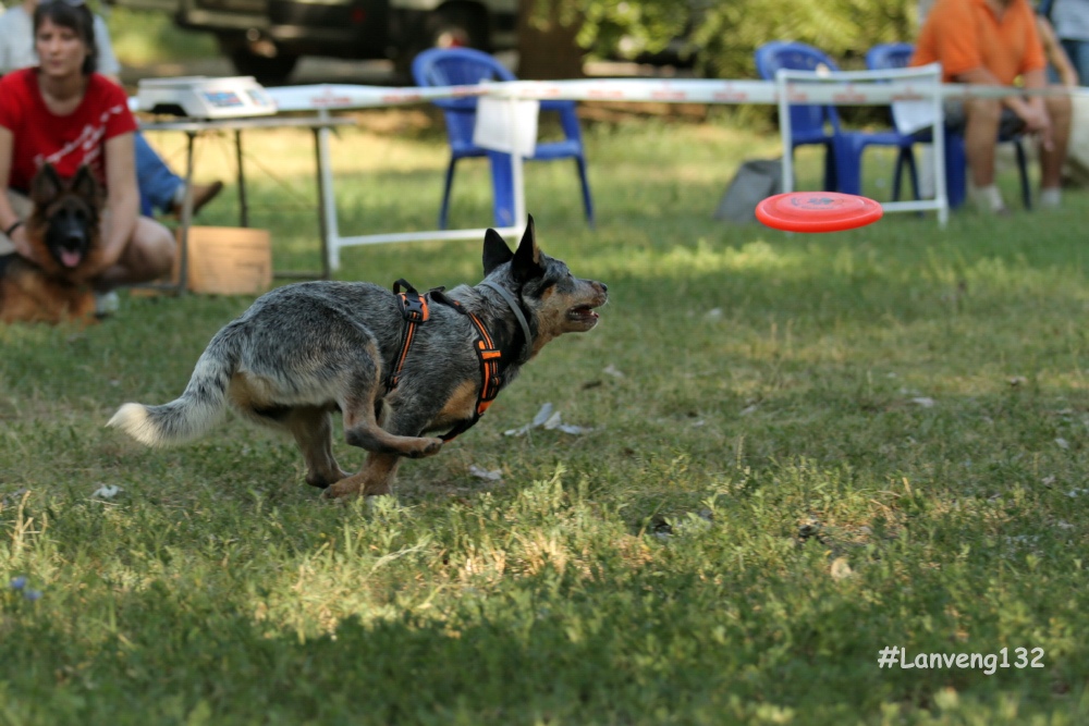  photo from demonstration performances in dog frisbee