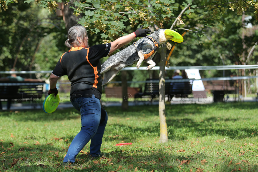  photo from demonstration performances in dog frisbee