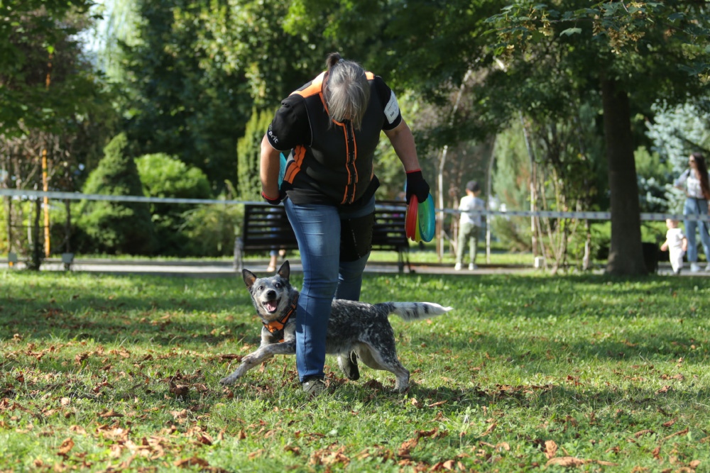 photo from demonstration performances in dog frisbee