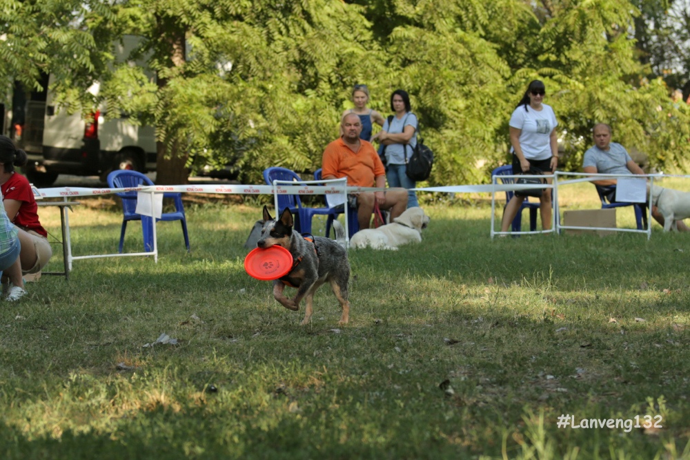  photo from demonstration performances in dog frisbee 