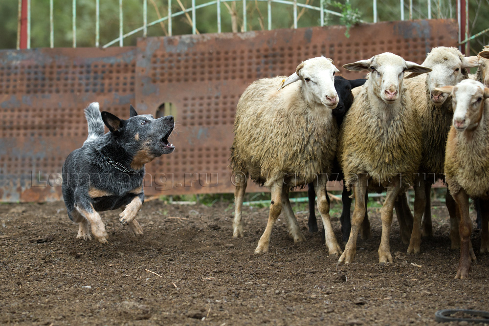 Фото с испытаний по пастушке в Краснодаре