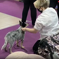 щенок австралийского хилера с призами с выставки лучший беби породы