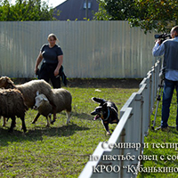 australian cattle dog Gerax Syn Glena grazing sheep