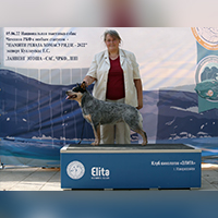 австралийский хилер LANVENG ETOSHA фото с выставки собак в Абрау Дюрсо посвященной памяти Реваза Хомасуридзе