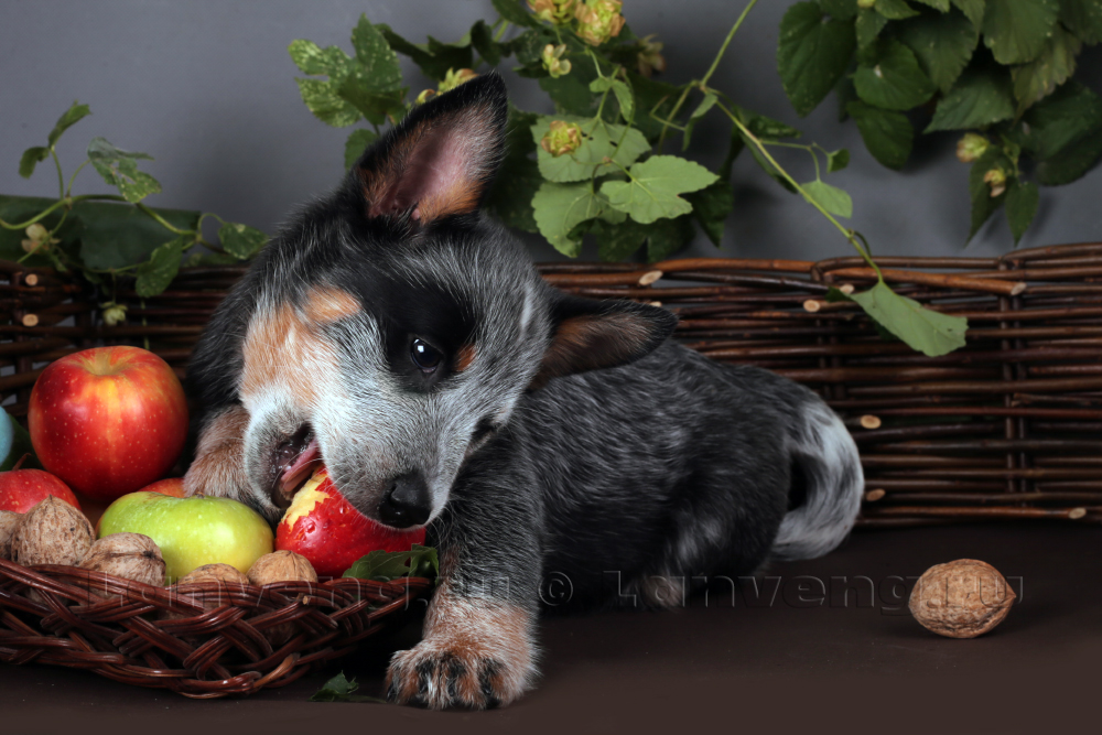 photos of puppies of an Australian cattle dog