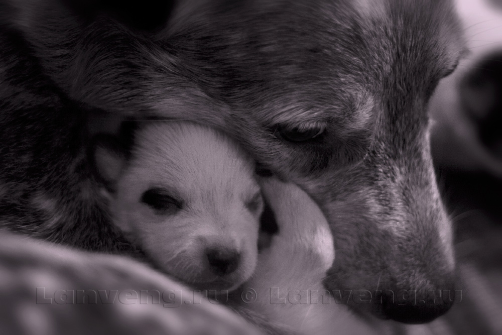 Photos of our puppies australian cattle dog