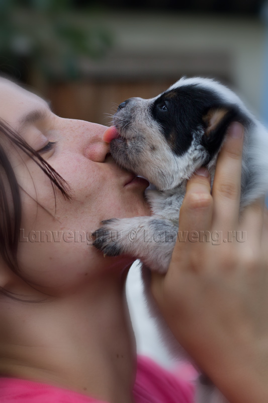 puppy australian cattle dog Lanveng Share My Joy For Faleser Hogland - Joy