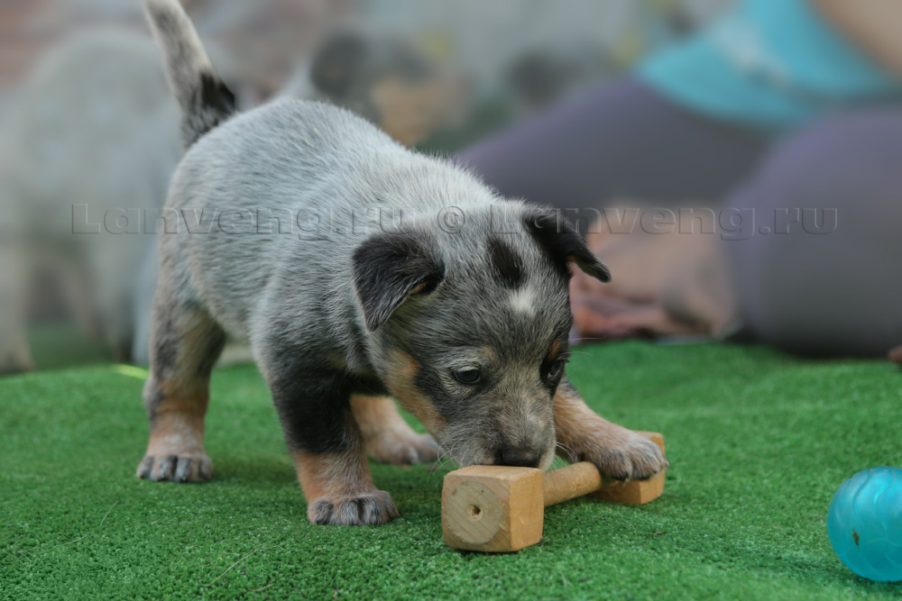 щенок австралийского хилера Lanveng Shakti Guard - Варя