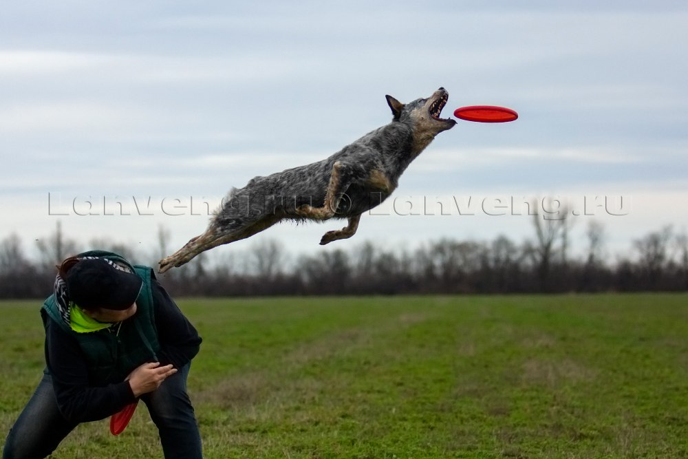 photos from training and work australian cattle dog