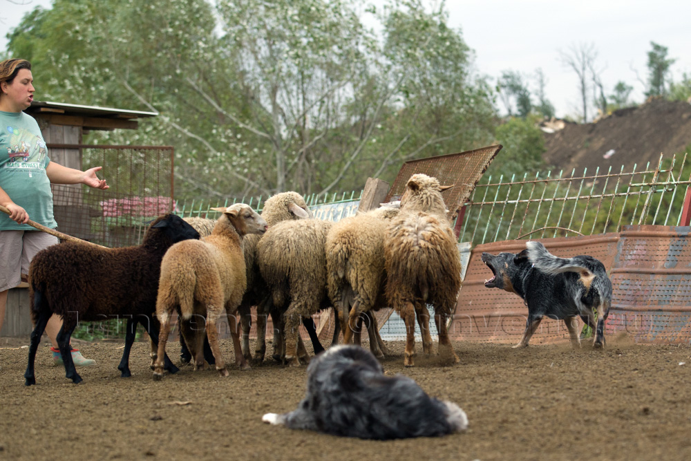 австралийская пастушья собака пасет стадо овец
