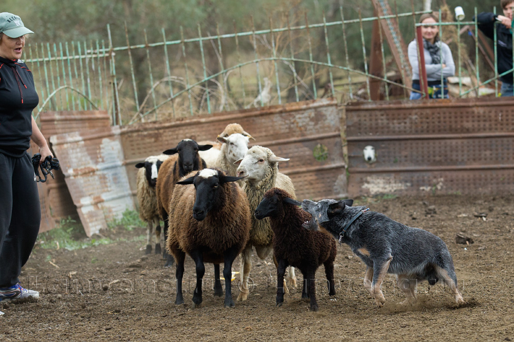 австралийская скотогонная собака пасет стадо овец