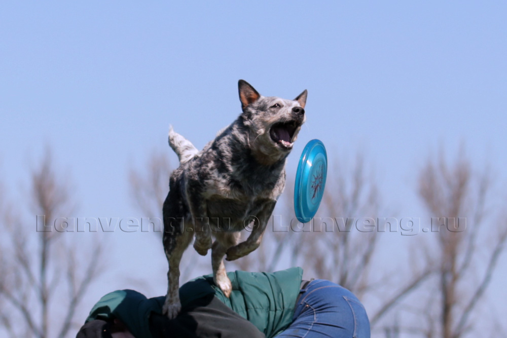 photo australian cattle dog training and work