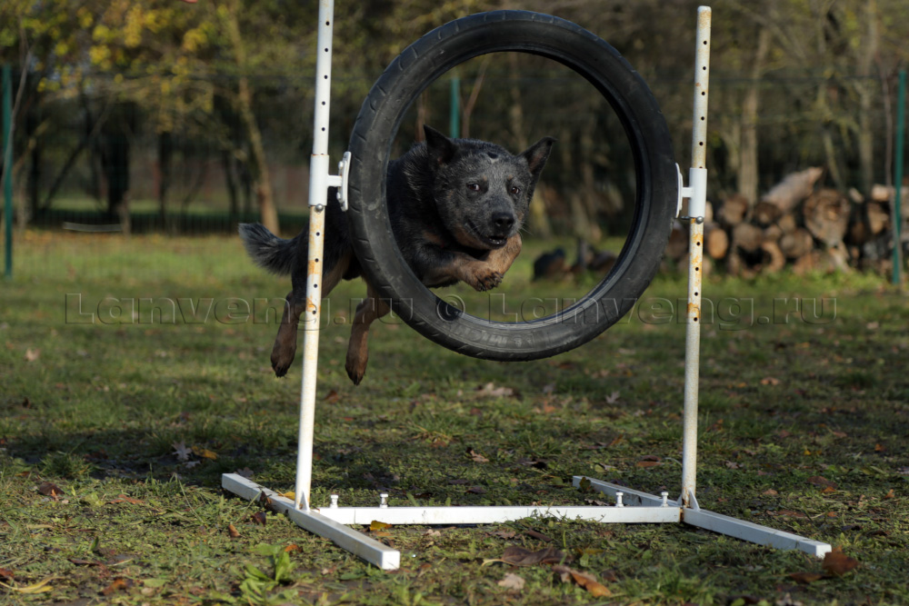 photo australian cattle dog training and work 