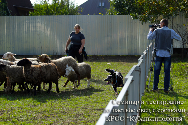 photo australian cattle dog training and work