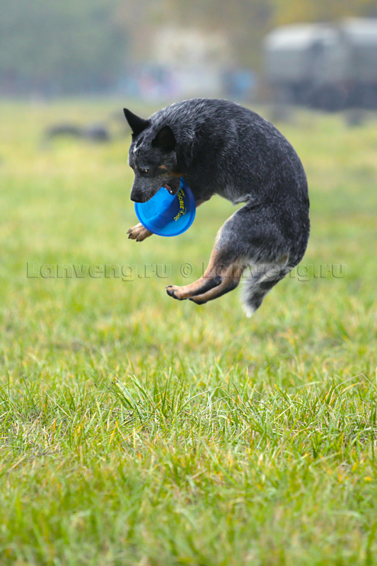 фото австралийской пастушьей собаки