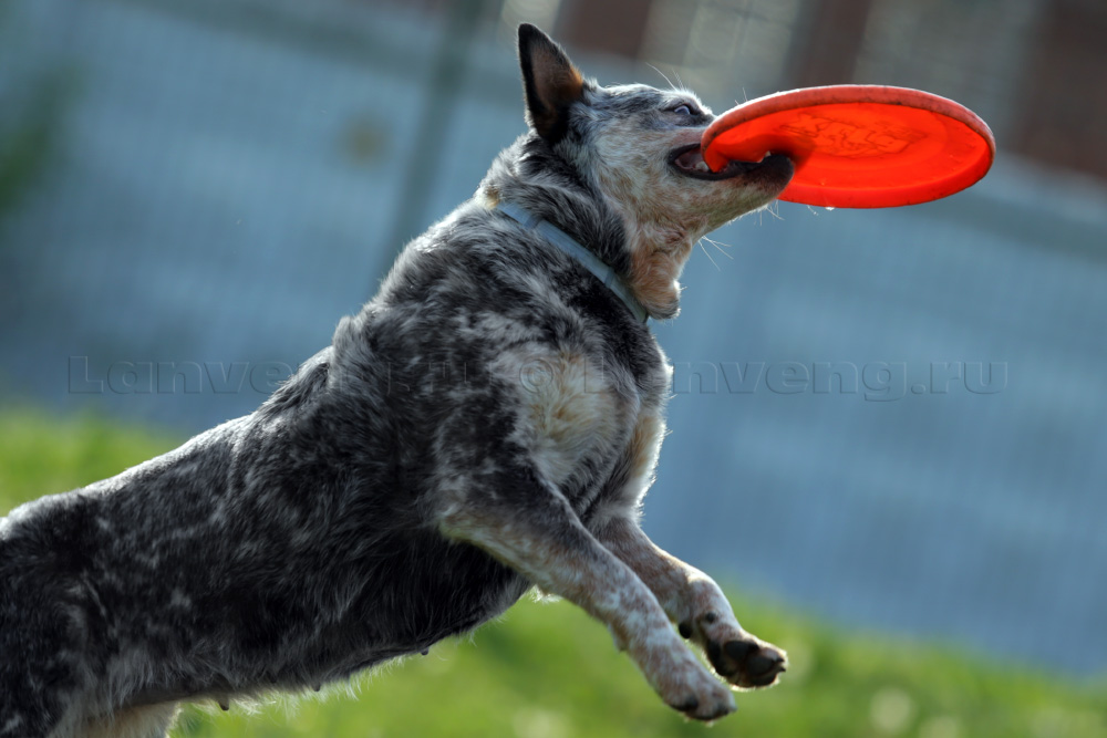 фото австралийской скотогонной собаки