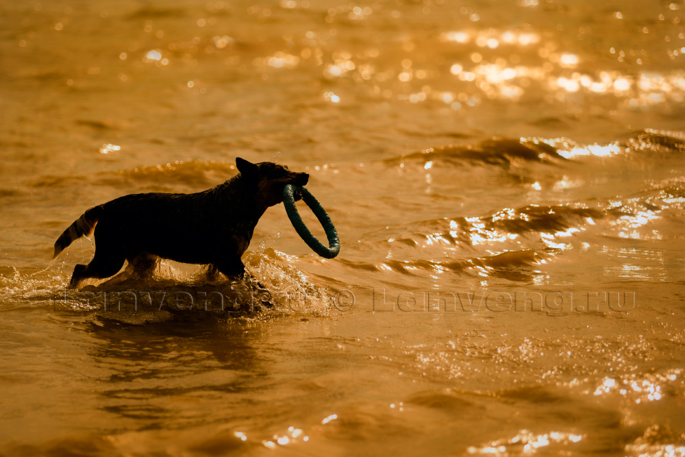 Photo australian cattle dogs lanveng