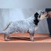 Фото щенка австралийского хилера в стойке