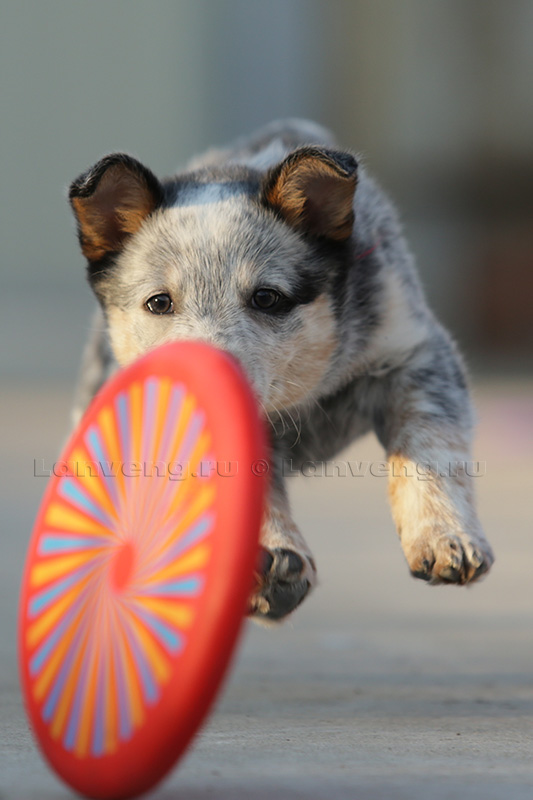 фото щенок хилера с фрисби диском