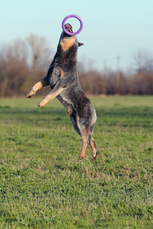 фото австралийской пастушьей собаки